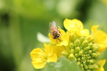 ミツバチと菜の花