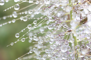 Tracery Of Water Droplets