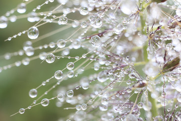 Tracery Of Water Droplets