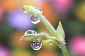 Nature In Water Droplets
