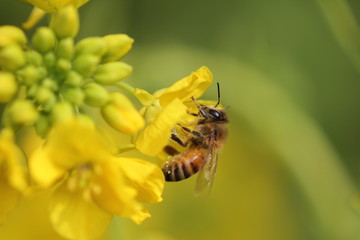 ミツバチと菜の花