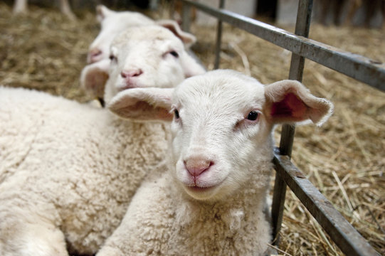 cute lambs