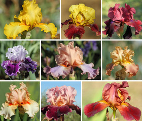 collection of colorful bearded iris flowers
