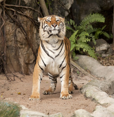 Royal Bengal tiger