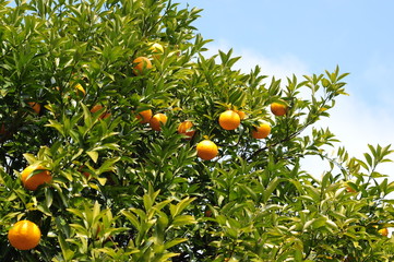 Citrus hassaku-1