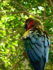 macaw
