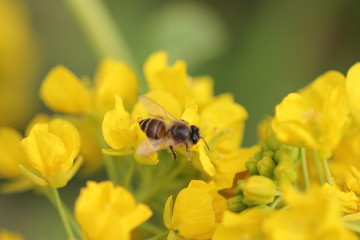 ミツバチと菜の花