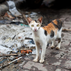 bezdomny brudny chudy kot na ulicy miasto piwnica