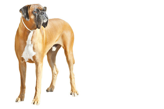 boxer cane