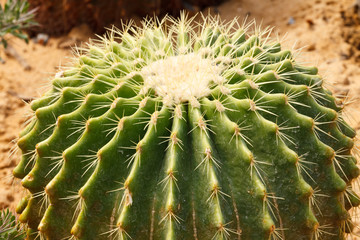 Detail of cactus growing