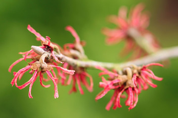 Hamamelis-Blüten