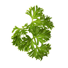 parsley isolated on white background