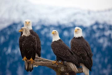 Acrylic prints Eagle American Bald Eagles