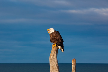 American Bald Eagle © lowthian