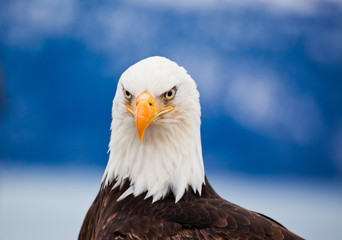 American Bald Eagle