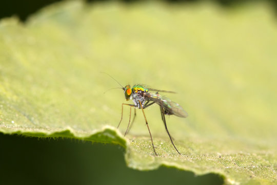 closeup of tabanidae insects on the grass