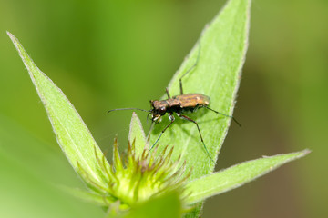 Naklejka premium tiger beetles