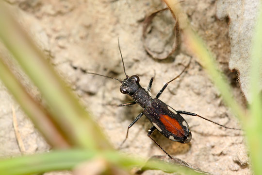 tiger beetles