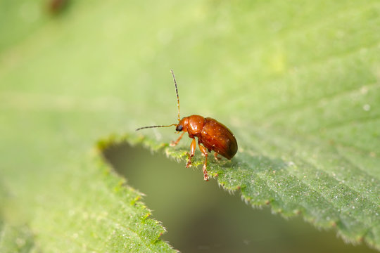 leaf beetle on the grass