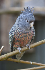 Female Gang Gang Cockatoo parrot on a branch