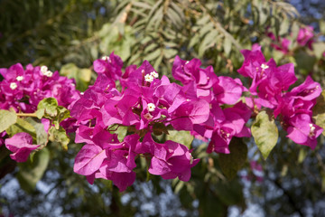 Fototapeta premium bouganvillia flowers