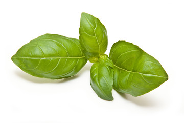 Fresh Basil leaves isolated on a white studio background.
