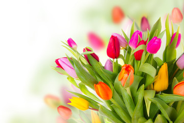 Fresh tulips bouquet - obrazy, fototapety, plakaty