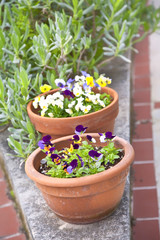 Fototapeta premium Violet Planters