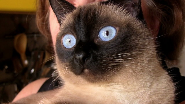 Siamese Cat