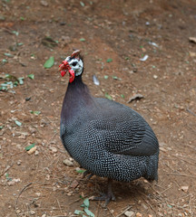 Turkey on the ground