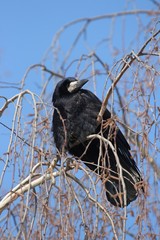 Raven sitting on a tree. The end of winter.
