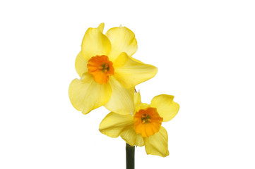 Naklejka na ściany i meble Narcissus flowers