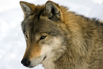 European gray wolf (Canis lupus lupus)