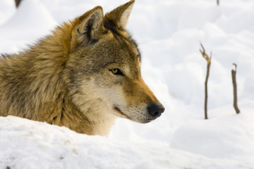 European gray wolf (Canis lupus lupus)