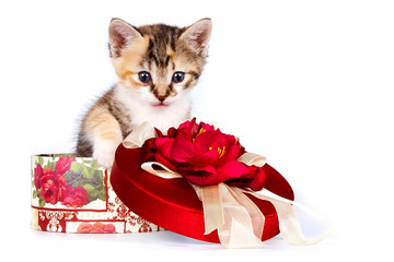Multi-colored kitten in a gift box