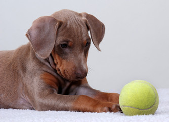 Doberman Pinscher puppy with tennis ball