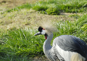 Crowned Crane