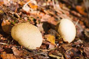 White mushrooms in forest