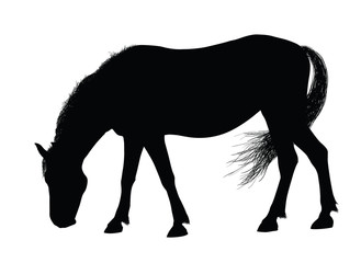 Detailed horse silhouette