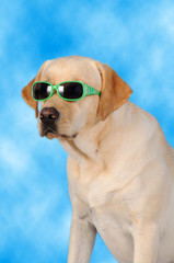 LABRADOR CON OCCHIALI DA SOLE