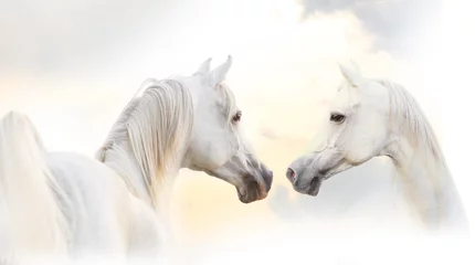Foto op Plexiglas anti-reflex Arabisch wit paard © Mari_art