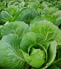 cabbage field