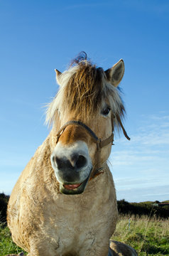 Caballo sonriendo.