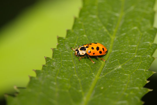 ladybug on green leaf