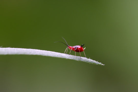 aphid