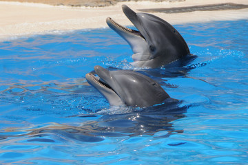 Delfine © Stefan Richter