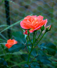 Obraz premium Pink rose