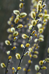 Pussy willow