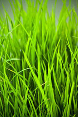 Fototapeta na wymiar green grass in green field