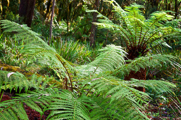 ferns in the rainforest